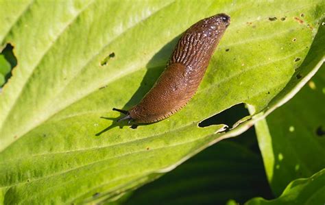 Do all slugs have parasites?