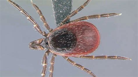 Do all ticks carry Lyme disease?