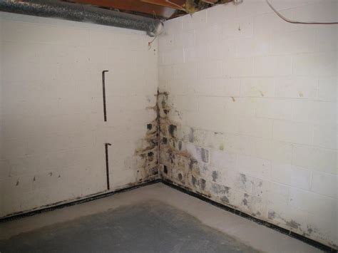 Do all wet basements have mold?