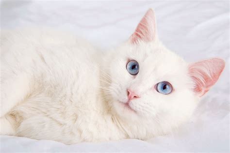 Do all white cats have blue eyes?