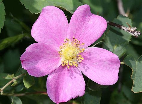 Do all wild roses have 5 petals?