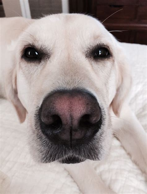 Do all yellow labs noses turn pink?