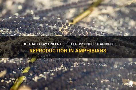 Do amphibians lay unfertilized eggs?