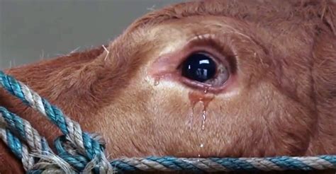 Do animals cry before slaughter?