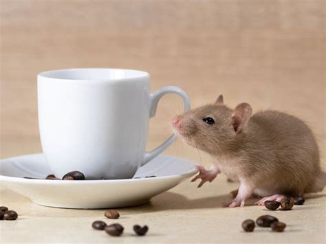 Do animals eat coffee grounds?