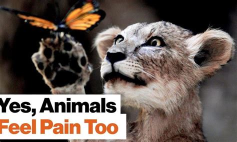 Do animals feel as much pain as humans?