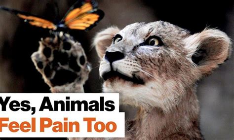 Do animals feel pain and suffer?