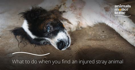 Do animals get hurt in Stray?