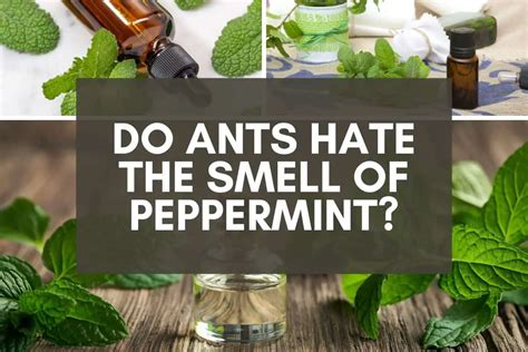 Do animals hate the smell of peppermint?