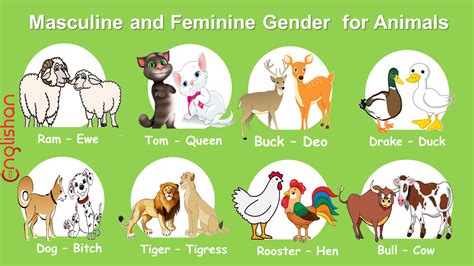 Do animals have a gender?