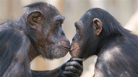 Do animals kiss like humans?