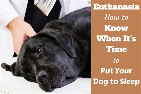 Do animals know they are being euthanized?