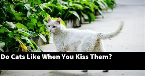 Do animals like when we kiss them?