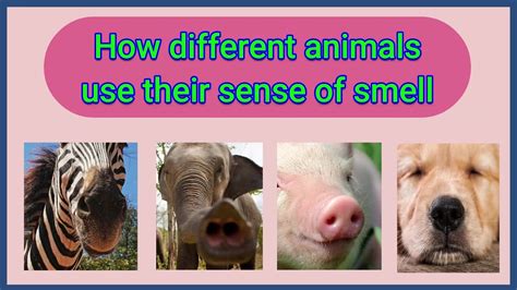 Do animals smell salt?