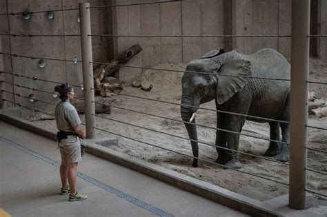 Do animals survive better in zoos?