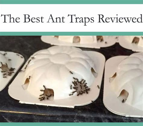 Do ant traps make ants worse?