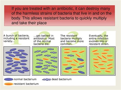 Do antibiotics kill 100% of bacteria?