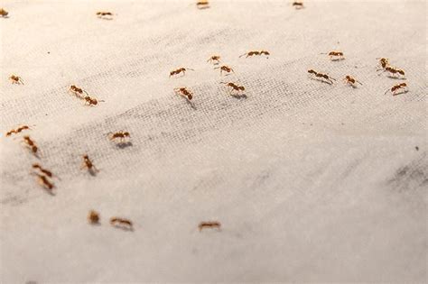 Do ants crawl on your bed?