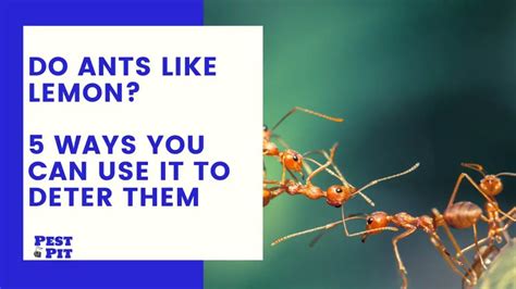 Do ants dislike lemon scent?