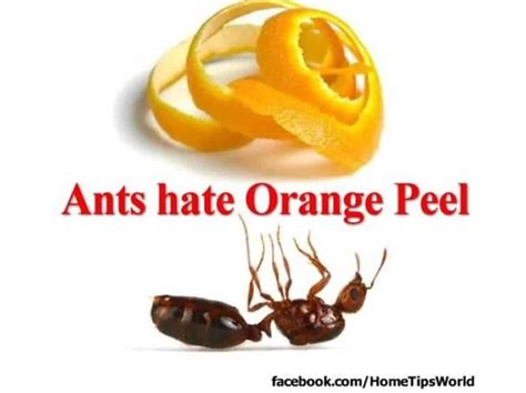 Do ants dislike orange oil?