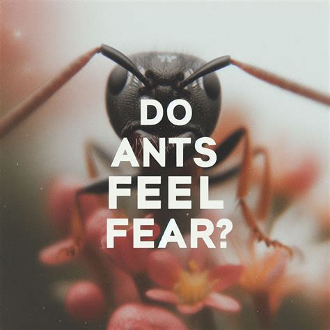Do ants fear us?
