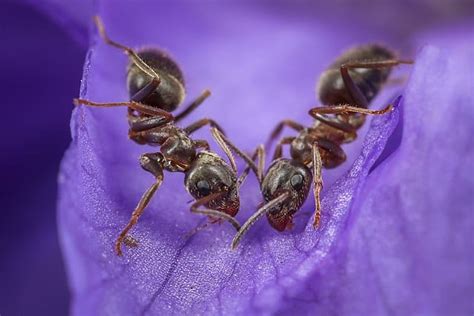 Do ants feel depression?