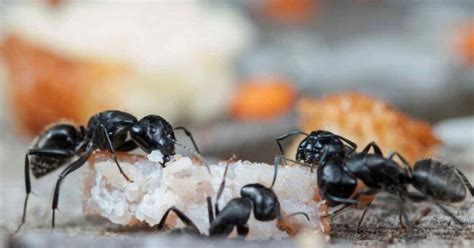 Do ants feel pain when killed?