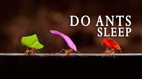Do ants feel sleep?