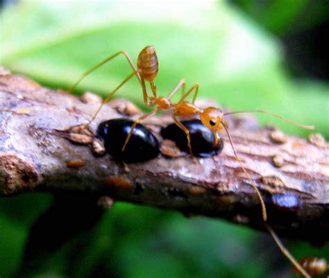 Do ants feel tired?