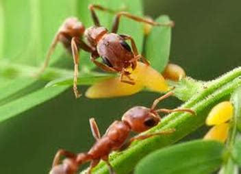 Do ants get depressed?