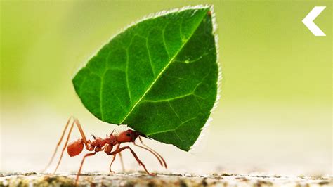 Do ants get happy?