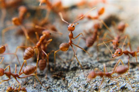 Do ants get lazy?