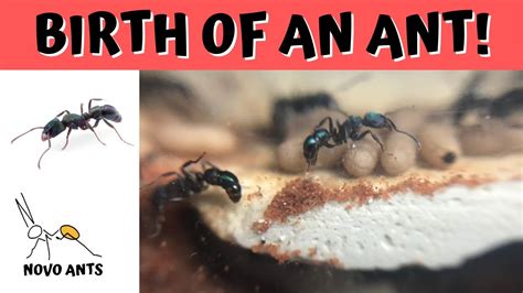 Do ants give birth?