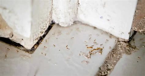 Do ants hate WD-40?