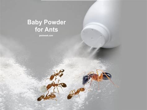 Do ants hate baby powder?