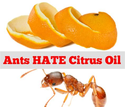 Do ants hate citrus?