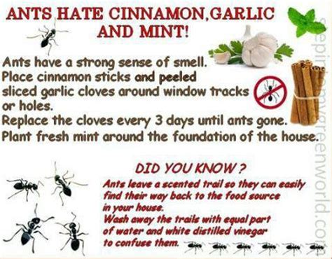 Do ants hate garlic?
