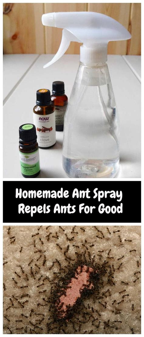 Do ants hate hair spray?