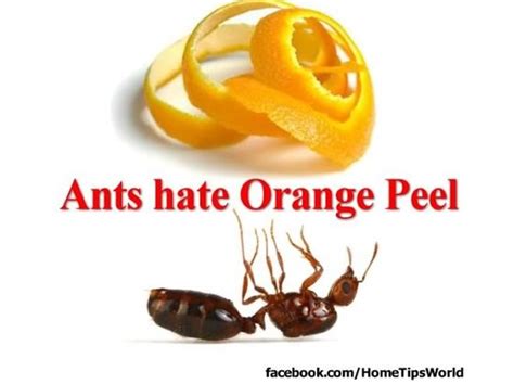 Do ants hate orange peels?