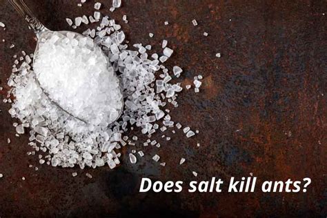 Do ants hate salt?