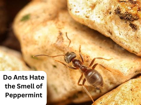 Do ants hate the smell of vanilla?