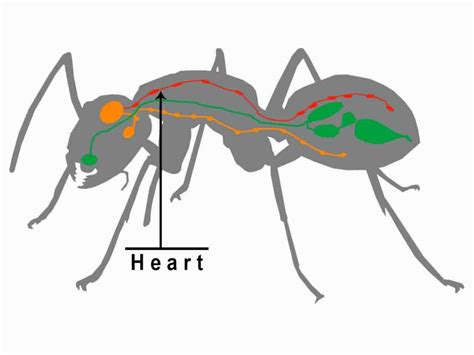 Do ants have 2 hearts?