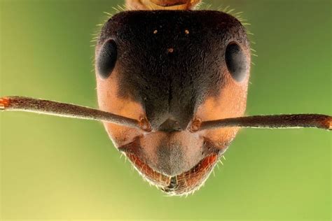 Do ants have 8 eyes?