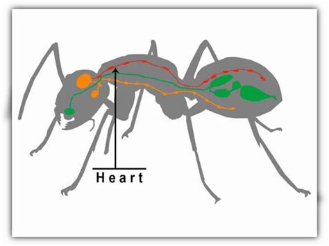 Do ants have a heart?