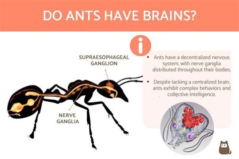 Do ants have a memory?