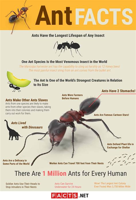 Do ants have an ego?