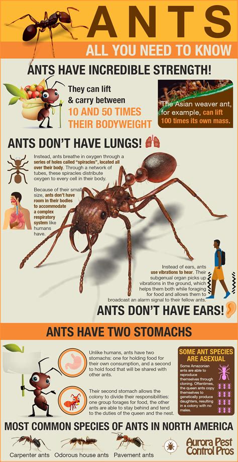 Do ants have depression?