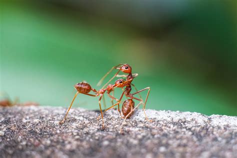 Do ants heal each other?