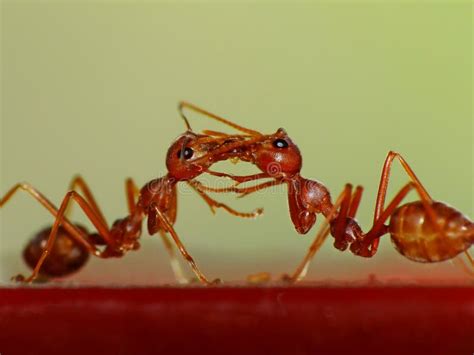 Do ants kiss when they meet?