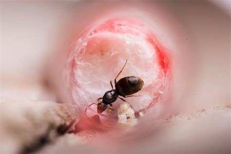 Do ants know when their queen dies?